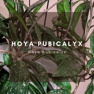 Complete Care Guide: Hoya Pubicalyx