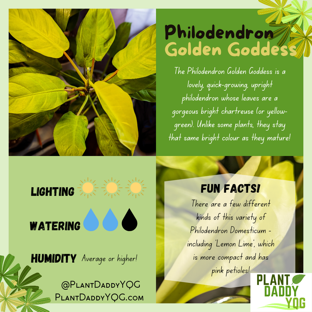 Complete Care Guide: Philodendron Golden Goddess