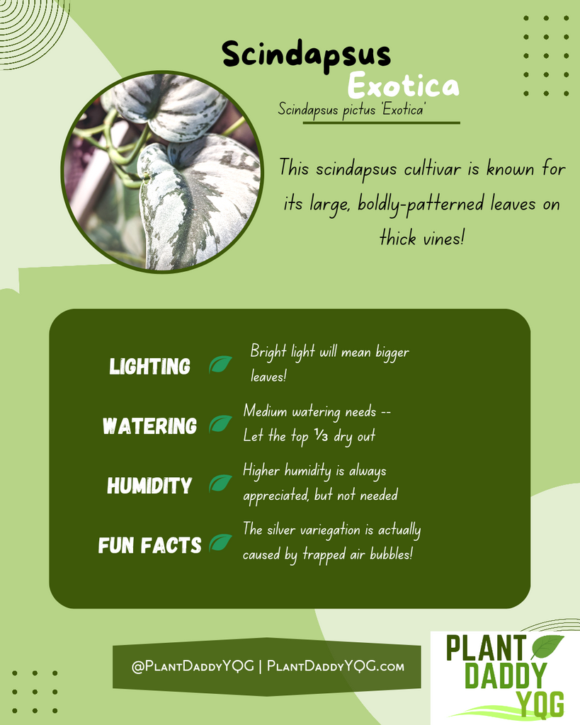 Complete Care Guide: Scindapsus Exotica