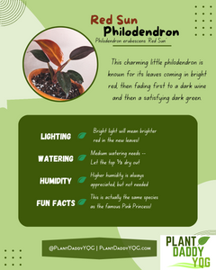 Complete Care Guide: Red Sun Philodendron