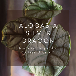 Complete Care Guide: Alocasia Silver Dragon