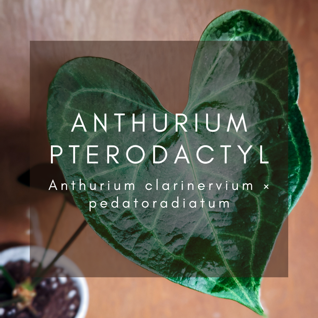 Complete Care Guide: Anthurium Pterodactyl