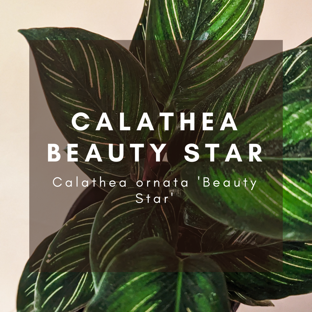 Complete Care Guide: Calathea Beauty Star