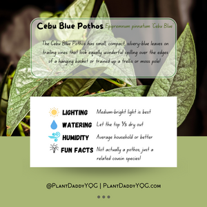 Complete Care Guide: Cebu Blue Pothos