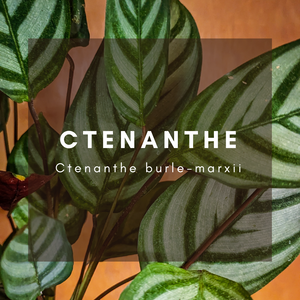 Complete Care Guide: Ctenanthe