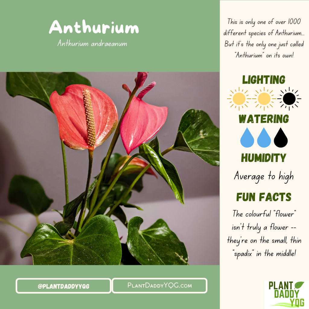 Complete Care Guide: Anthurium