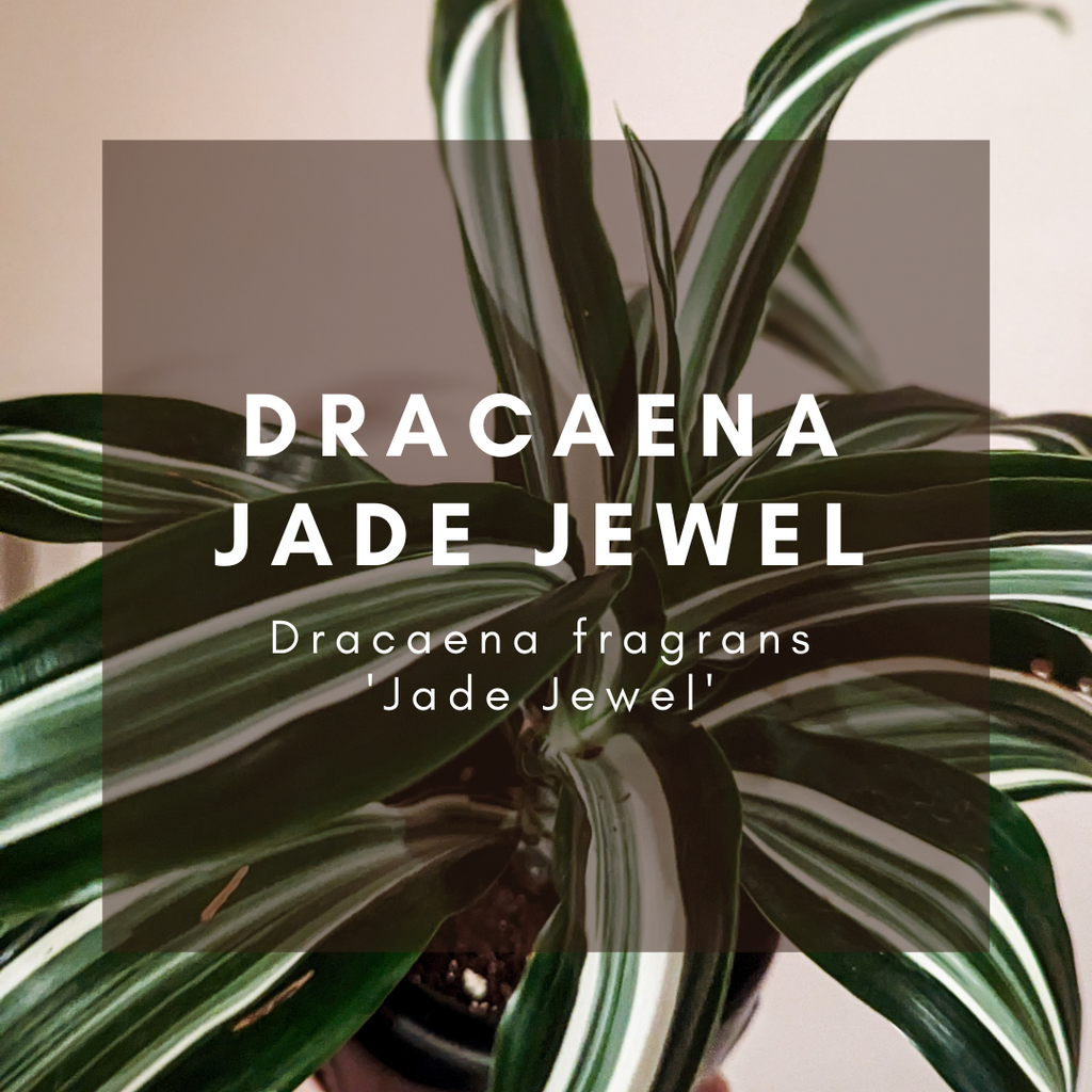 Complete Care Guide: Dracaena Jade Jewel