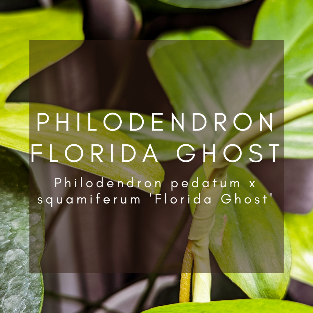 Complete Care Guide: Philodendron Florida Ghost