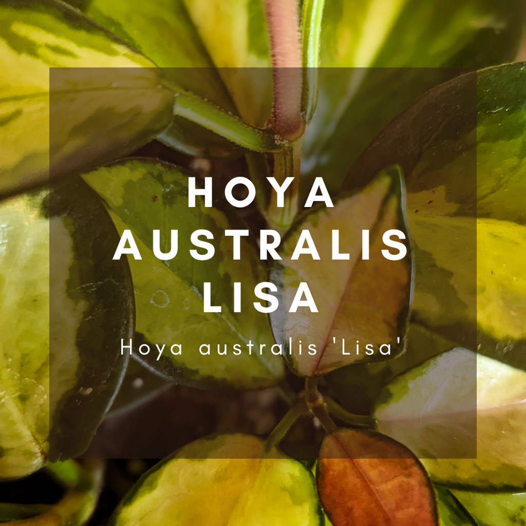 Complete Care Guide: Hoya Australis Lisa