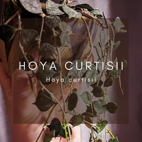 Complete Care Guide: Hoya Curtisii