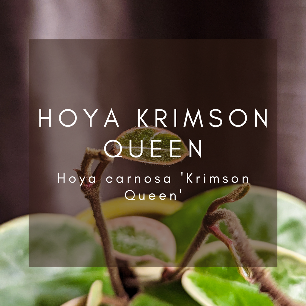 Complete Care Guide: Hoya Krimson Queen