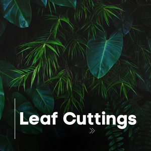 Leaf Cuttings