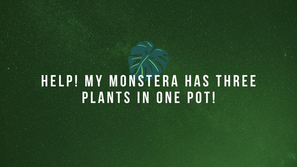 My Monstera has three plants in one pot! Should I separate them, or leave them in one pot?