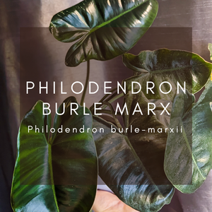 Complete Care Guide: Philodendron Burle Marx