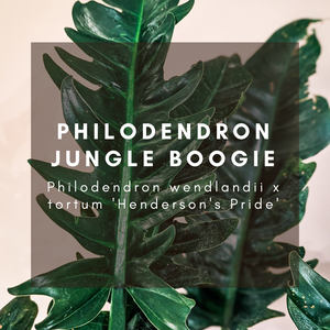 Complete Care Guide: Philodendron Jungle Boogie