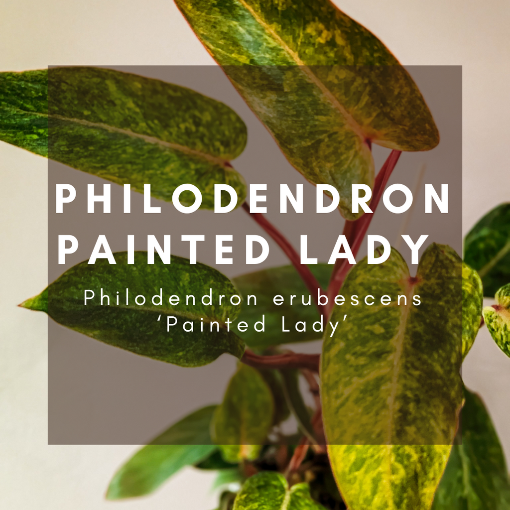 Complete Care Guide: Philodendron Painted Lady