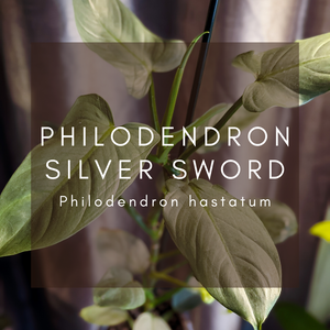 Complete Care Guide: Philodendron Silver Sword