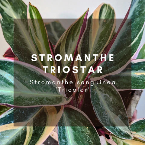 Complete Care Guide: Stromanthe Triostar