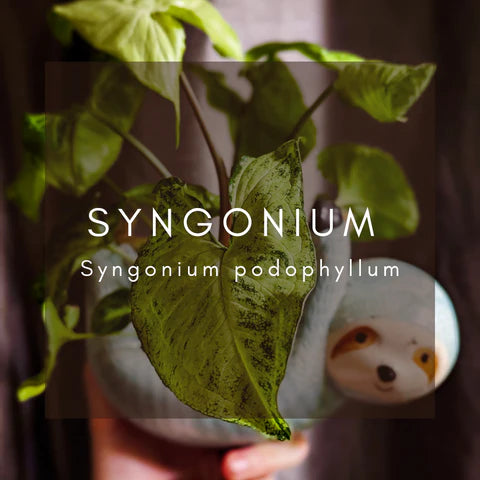 Complete Care Guide: Syngonium